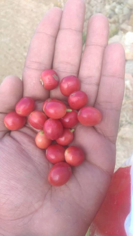 صورة Cafe